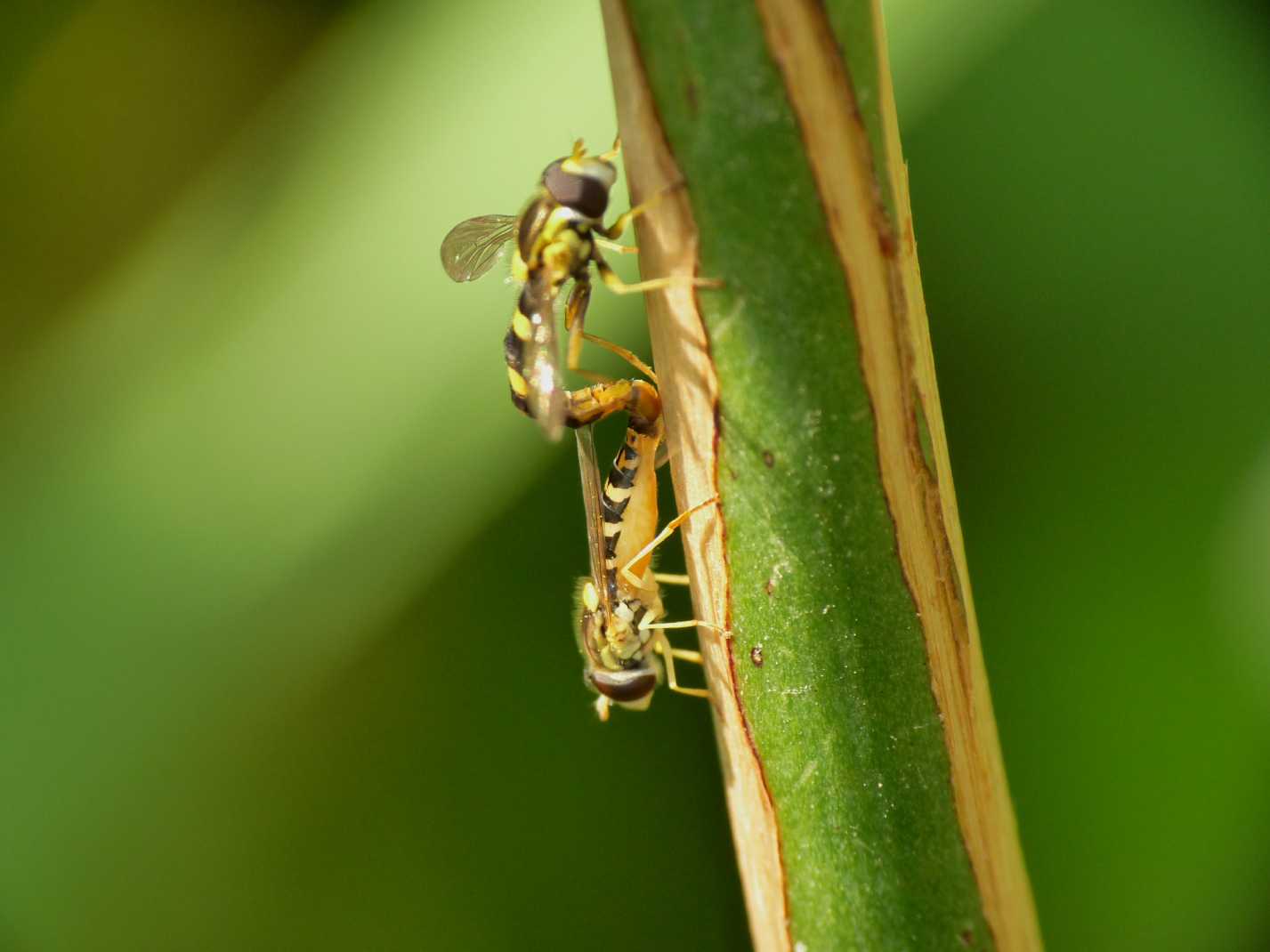 Sphaerophoria scripta in accoppiamento (Syrphidae)